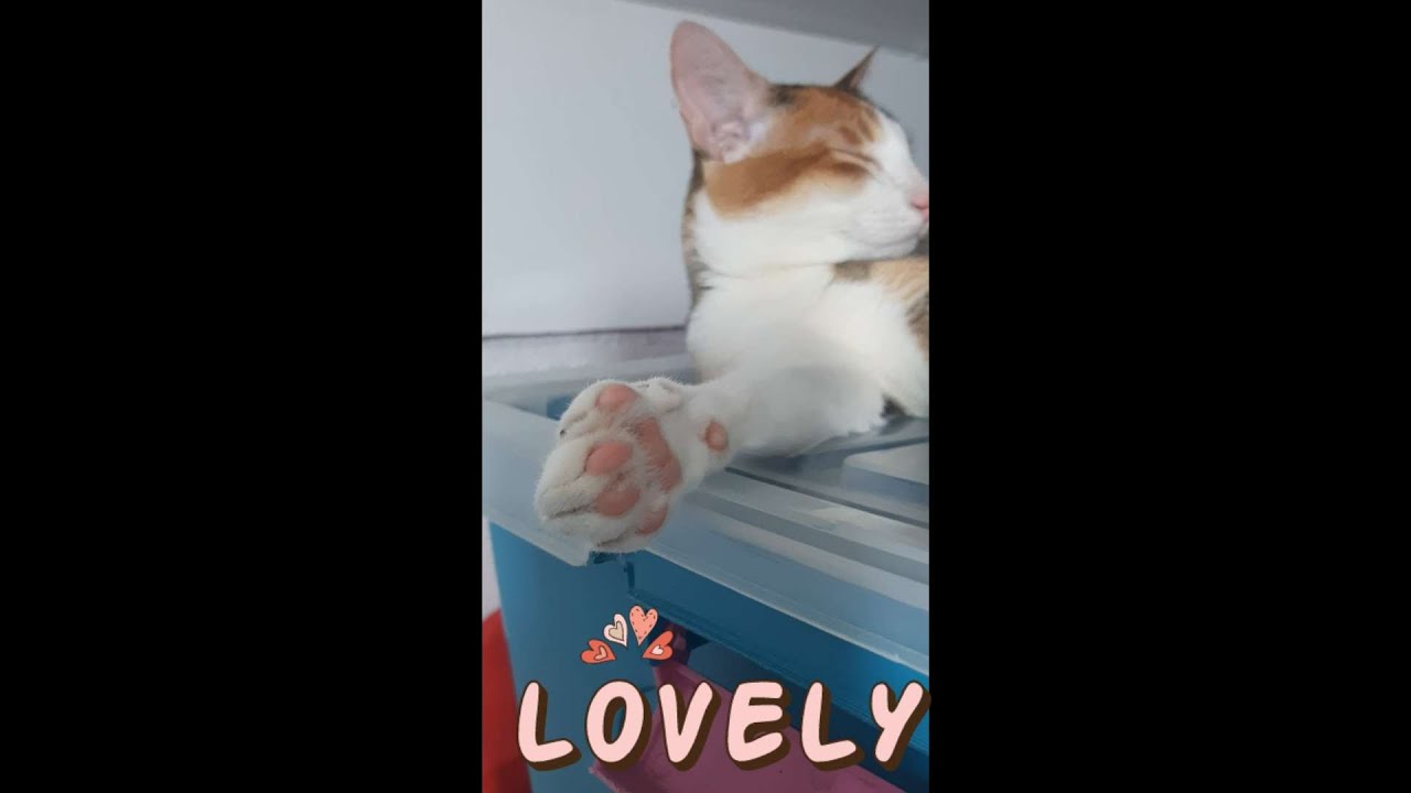 My Cat flexing her pawjellies to us hooman D Luv it YouTube