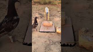 Technology unique DIY Pigeon Trap Using Cardboard Box #bushcraft #survival #Outdoors #Diytrap