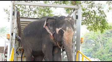 Elephant Rescue: Welcome Home, Dok Koon! - ElephantNews