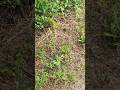 Watch Out! Snakes!! Eastern Ribbonsnake on Hiking #hiking #kleinburg #mcmichael #artmuseum #ontario