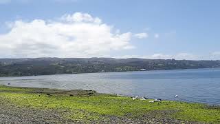 Black neck swan in Rauco Beach - Chiloe Island in Chili