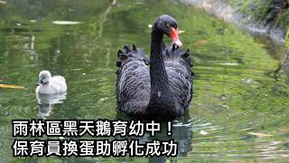 雨林區黑天鵝育幼中！保育員「偷天換蛋」助孵化立奇功