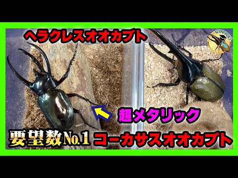 要望数No.1】コーカサスオオカブトが遂に登場！ヘラクレス