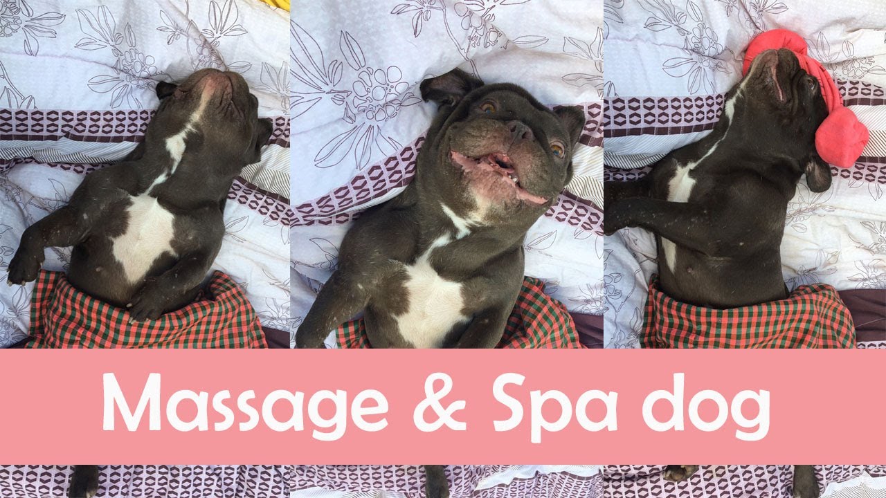 Massage and Spa French bulldog. YouTube