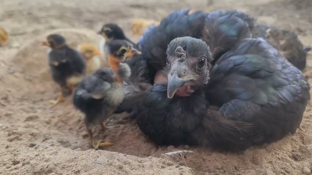 Daily Animal Routine | Cats Eating, Puppy Stealing & Chicks Exploring