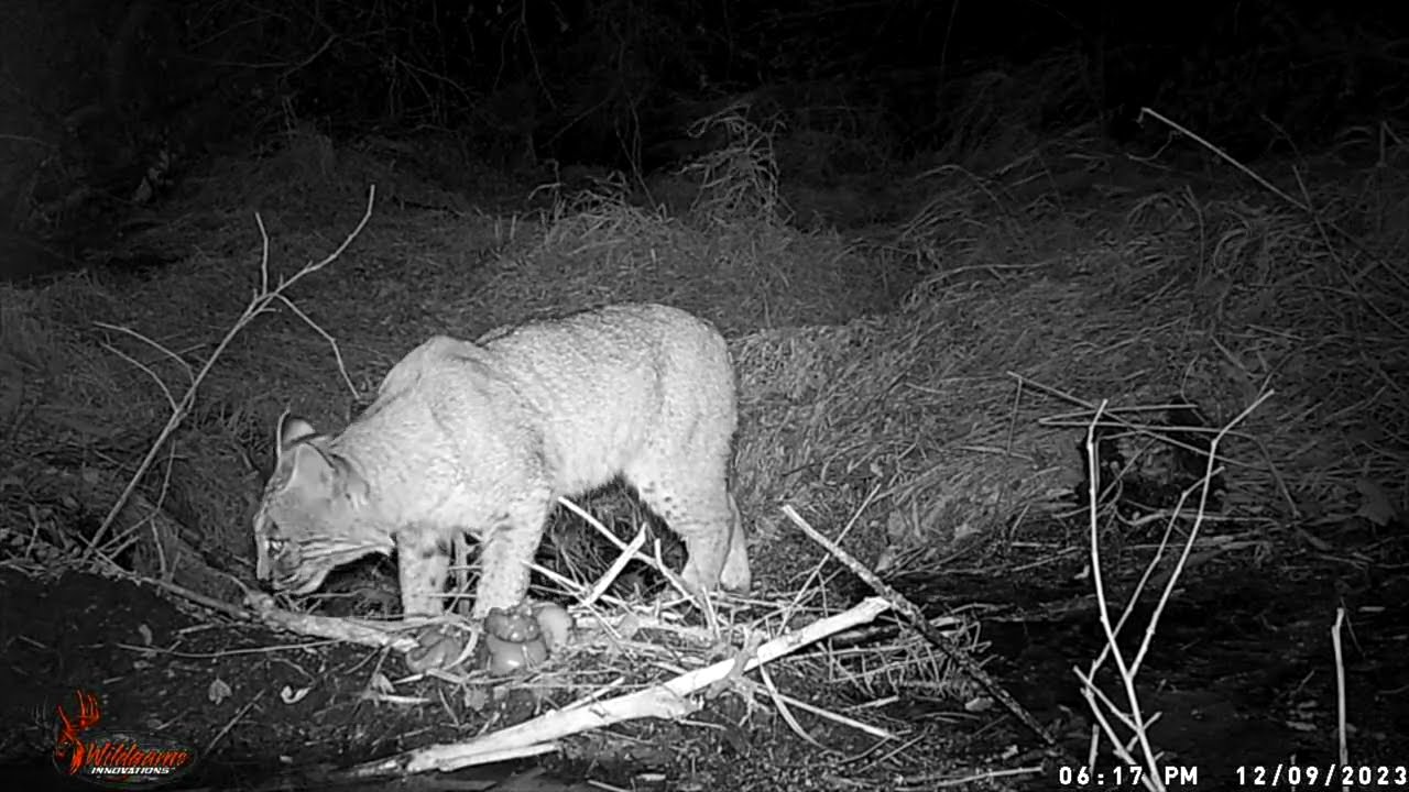 Bobcat ate my beaver (epic trail cam footage)