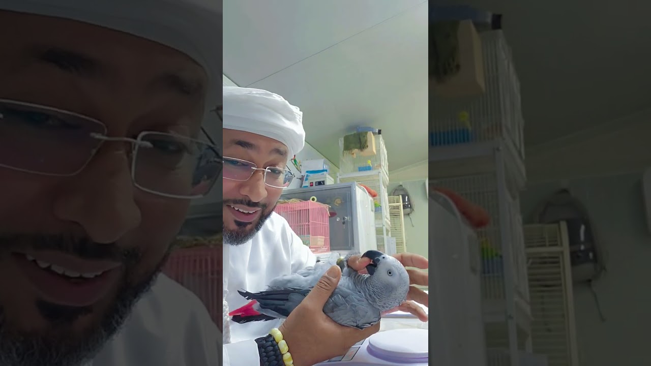 #الهاوي_للطيور_الناطقة🇦🇪