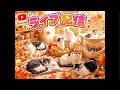 Neko marchie8 Cat′s home がライブ配信中！