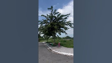 Bán đất vị trí vàng ở vòng xoay Cống Bà Sáu trung tâm Long Đất Bà Rịa Vũng Tàu full thổ 1 tỷ 550