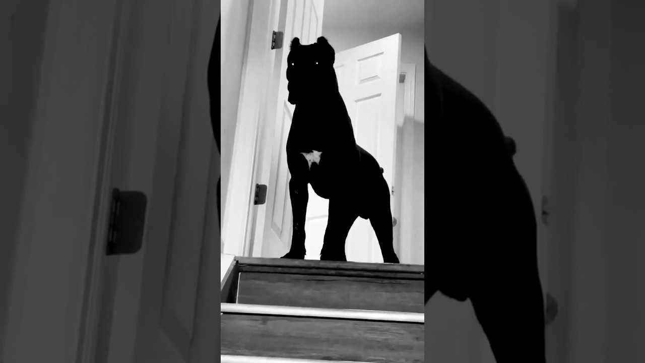 Top loyal dogs breed in world's 