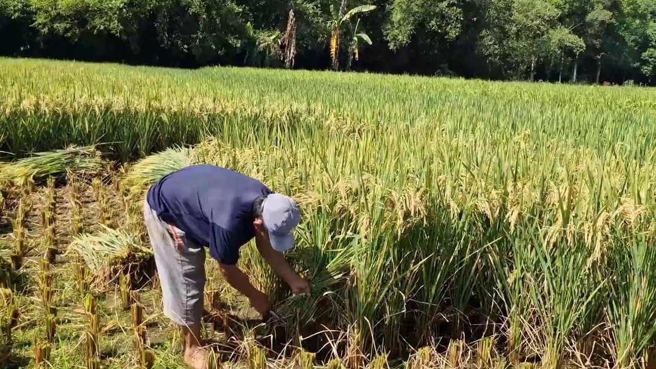AMAZING FARMING SKILLS! HARVESTING SUPER RICE QUICKLY USING SHARP SICKLES! - Agriculture Gardening