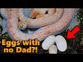 Our Bullsnake Laid Fertile Eggs without a Father?!