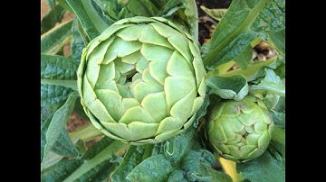 Dược Thảo & Đời Sống: Tác Dụng Của Hoa Atisô (Artichoke) Và Cách Sử Dụng