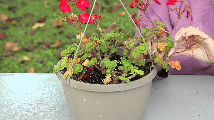 How to Keep Geraniums Blooming : Geranium Gardening - DayDayNews