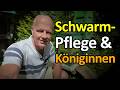 Schwarmpflege und Königinnen-Abgabe #dunklebiene #bienen #Ligustica