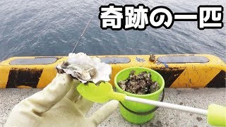 堤防外海から入ってきた奇跡の一匹を釣り上げた女性(488話目)
