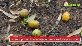Download ขยายพันธุ์มะกอกป่า พืชเศรษฐกิจที่คนมองข้ามด้วยการเพาะเมล็ด Video MP3 ขยายพันธุ์มะกอกป่า พืชเศรษฐกิจที่คนมองข้ามด้วยการเพาะเมล็ด