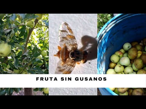 Video: Problemas de cultivo de fruta de hueso: prevención y tratamiento de la división del hueso de la fruta de hueso