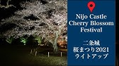 京都 二条城桜まつり21ライトアップ 京都 Kyoto 桜 Youtube