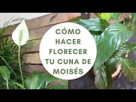 Tutorial - Cómo hacer florecer una Cuna de Moisés - Spathiphyllum