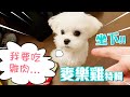 【台灣VLOG】狗會喝人蔘雞湯嗎?  |  麥樂雞特輯!!!  |