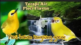 TERAPI AIR PLECI FLAVUS AGAR PLECI BAHAN LANGSUNG GACOR