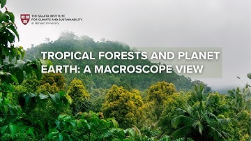 Tropical Forests and Planet Earth: A Macroscope View
