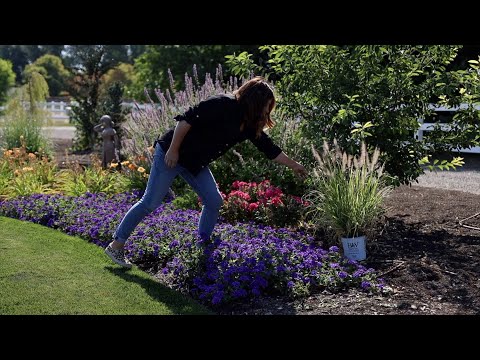 Planting 3 Beautiful Varieties of Ornamental Grass!