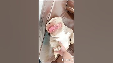 Nada dering lucu