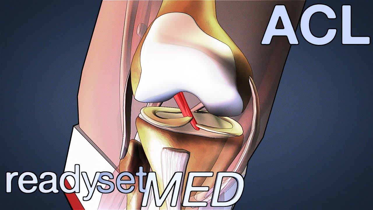 What Is The ACL And How Does It Work ACL Series YouTube