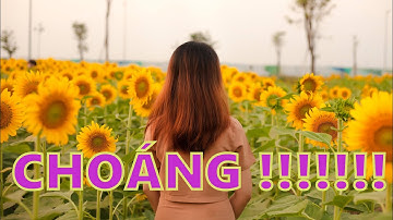 Craig Reever & Lo MB - Killing Time ( Epidemicsound) - Vườn hoa Hướng Dương Ninh Tiến, Ninh Bình