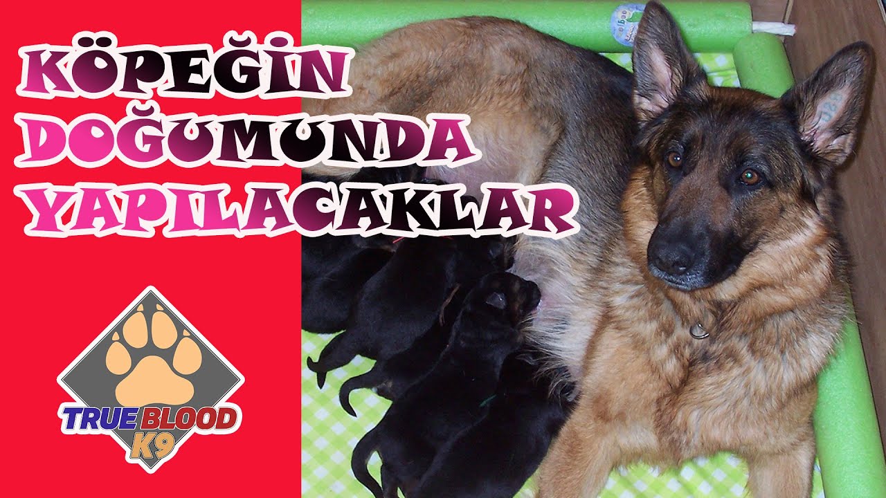 Kopeklerde Dogum Ve Kopegin Dogumu Sirasinda Yapilmasi Gerekenler Youtube