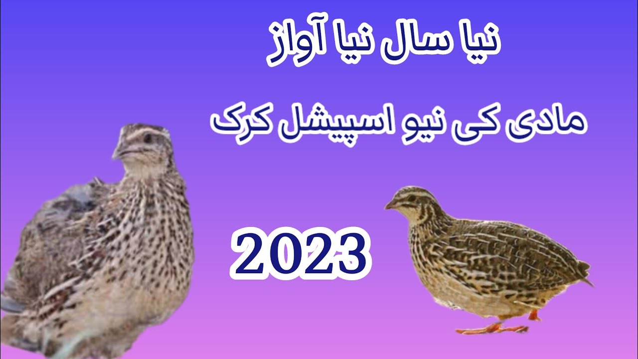 Female Common Quail sounds madi batair ki kirk new madi batair sounds