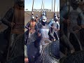 Master Shock Cavalry in Total War: Rome 2 in 30 Seconds βοΈ
