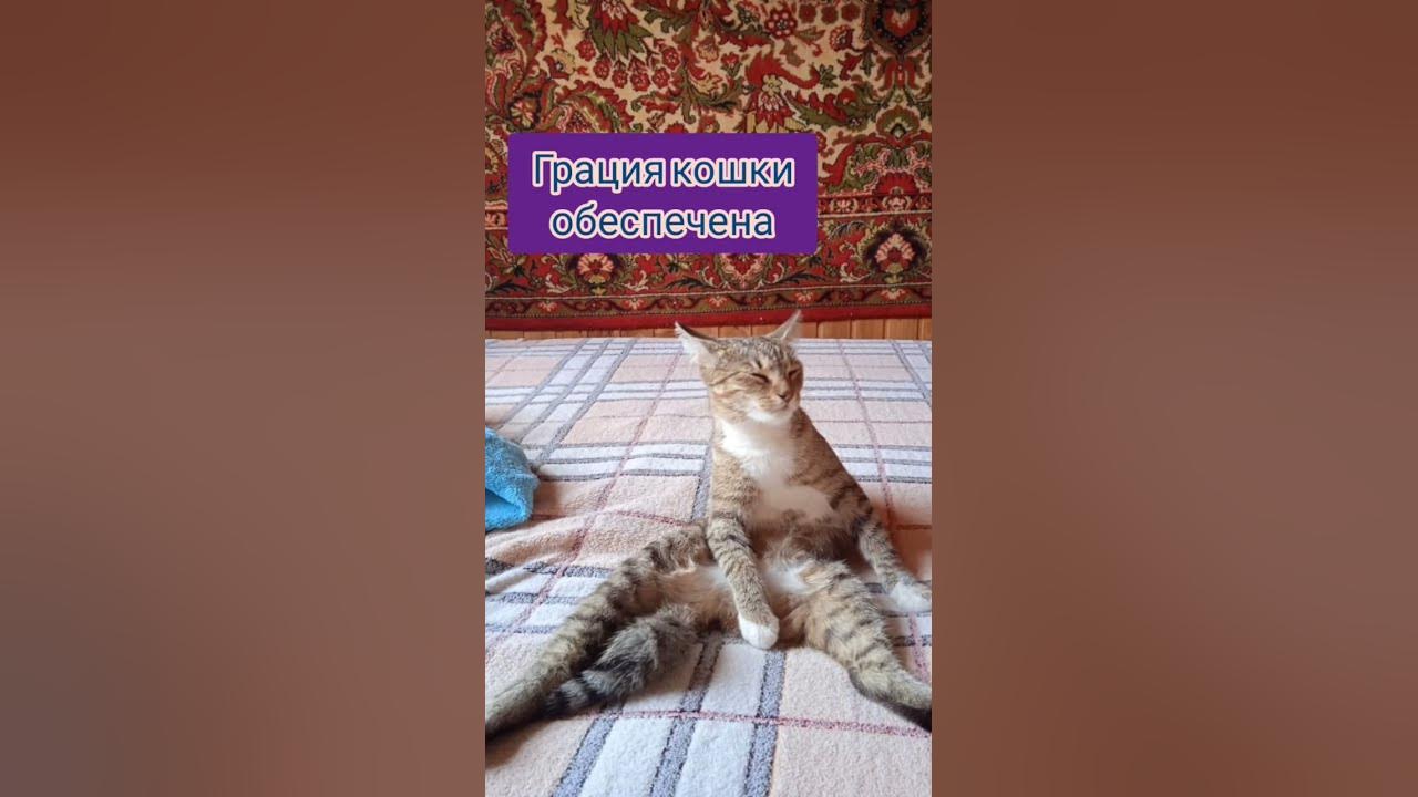 кися - YouTube