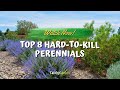 Top 8 hard to kill perennials that will bring color year after year 