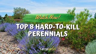 Top 8 Hard to Kill Perennials That Will Bring Color Year After Year