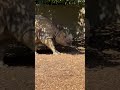 Visit Your Los Angeles Zoo!