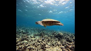 Sharks, Dolphins, Turtles and Pilot Whales - snorkelling trip in the Maldives!