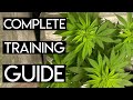 Grow BIGGER Buds & Have Higher Yields Using Low Stress Training & Topping (Full Guide)