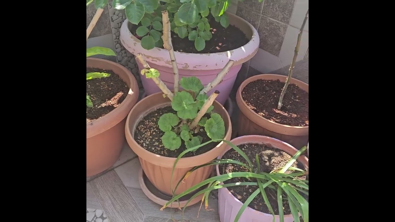 Наш Силиври Террас Гарден 3