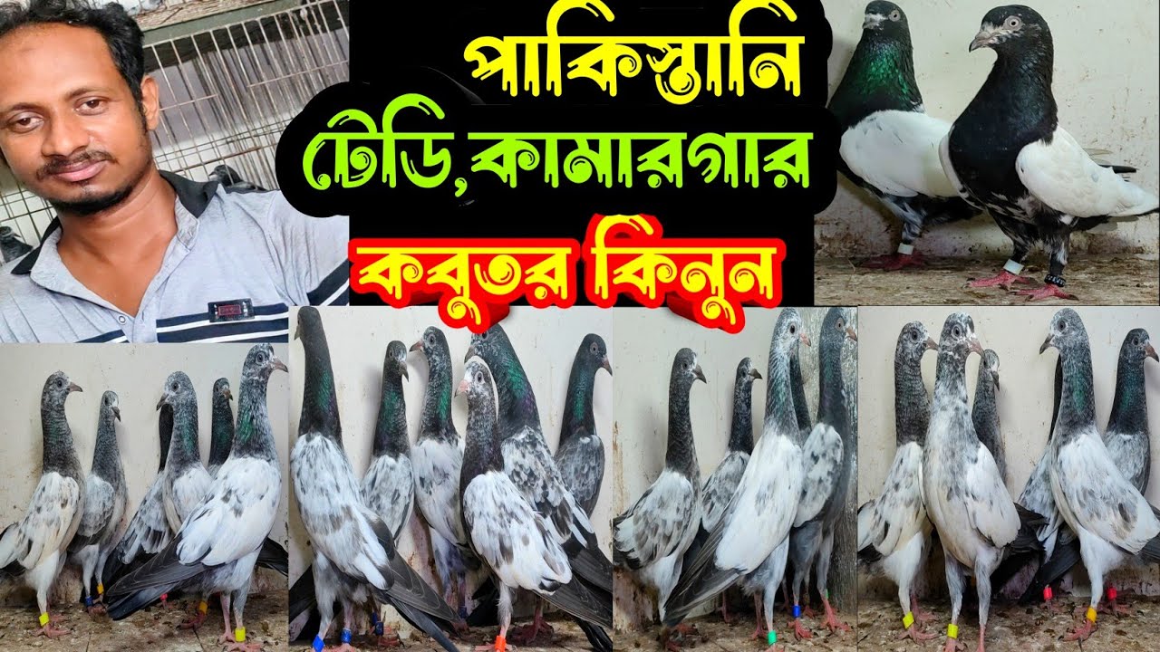 পাকিস্তানি টেডি,কামারগার,কালদম,শাহরানপুরী,মিলিটারি কবুতর কিনুন | বাকবাকুম পায়রা | Pigeon |