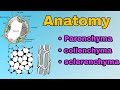 Simple Permanent Tissue | Parenchyma | Collenchyma | sclerenchyma  lecture in Hindi