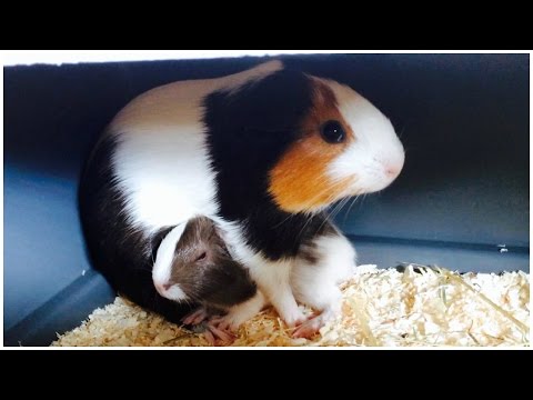 what to do with a pregnant guinea pig