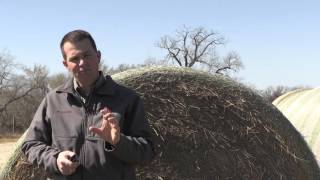 Lecture 11 Part 1- Body Conditioning Score of Cattle
