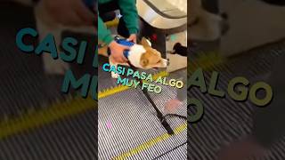 Nunca Hagas Esto Con Tu Perro En Una Escalera Eléctrica