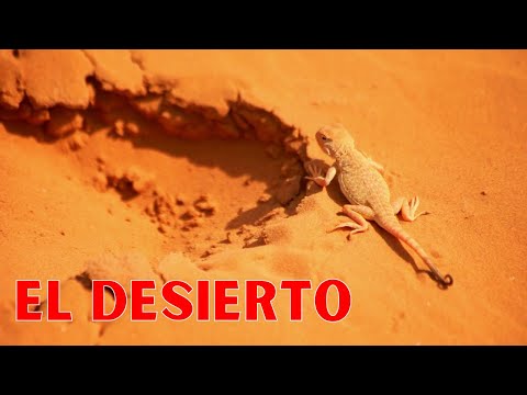 Video: Animales del desierto: descripciones, nombres y características