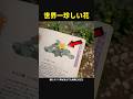 世界一恥ずかしい名前の花を発見した姉弟 #shorts #ネタ動画