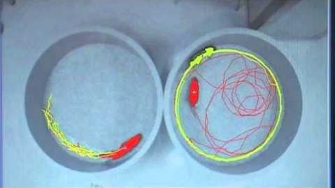 Social interaction plus tracking