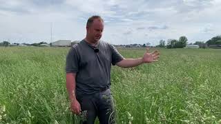 Before You Bale Grass Hay:  Let Your Field go to Seed Prior to First Cutting!  Self-Seeding! screenshot 2